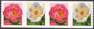 2025 Canada SC# Peonies - Semi-Double - Flower - strip of 4 - from coil-M-NH - Picture 1 of 1