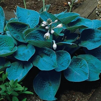 1 - Planta perenne de raíz desnuda HOSTA BRESSINGHAM AZUL * Ama las áreas sombreadas Foto 1 de 2
