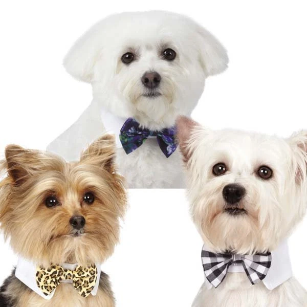 Cuello de pajarita para perro M.Isaac Mizrahi floral guinga leopardo diseñador prendas para el cuello Foto 1 de 1