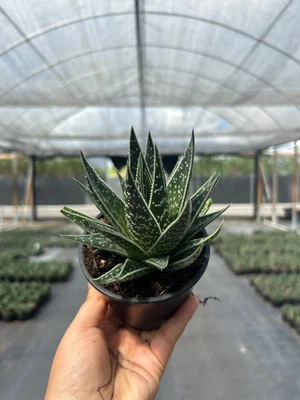 Haworthia Tiki Tahi | Rare Succulent | Indoor & Outdoor Tropical Plant in 4" Pot - Image 1 of 2