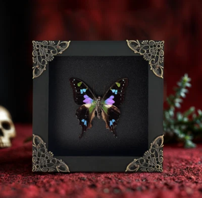 Framed Butterfly for Mom Real Insect Specimen Entomology Display Wall Art - Image 1 of 2