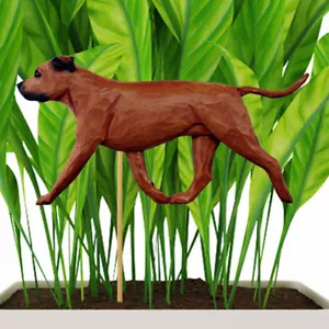 American Staffordshire Bullterrier Pflanzer Pick Einsatz Rot Unkuppiert - Bild 1 von 1