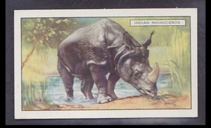 INDIAN RHINOCEROS - 80 + year old English Tobacco Card # 18