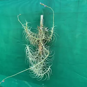 Air Plant, Bromeliad, Tillandsia paleacea ‘Giant’ (12-15cm) Auto Combine Postage - Picture 1 of 4