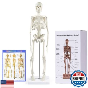 breesky Menschliches Skelettmodell für Anatomie: 17" Menschliches Skelettmodell mit Movab - Bild 1 von 5