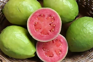 Guayaba, Psidium guajava, semillas de árbol (rápidas, fragantes, comestibles, de hoja perenne) - Imagen 1 de 8