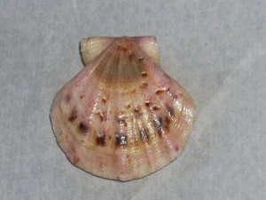 FLEXOPECTEN GLABER SPECIAL DUPLICATUS AMAZING PINK - Picture 1 of 2