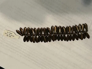 1 strand 50 dark bronze dagger beads, 5x16mm - Picture 1 of 2