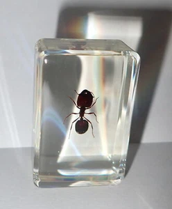 Big-head Ant Specimen in Small Clear Resin Block Teaching Tool TE1 - Picture 1 of 9