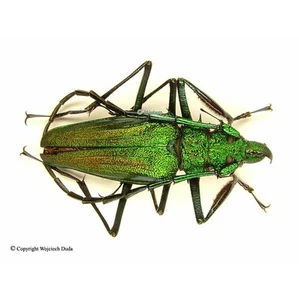 Psalidognathus friendi - M, bellissimo, 48 mm - Foto 1 di 1