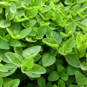 100 SEMILLAS DE MEJORANA - Imagen 1 de 1