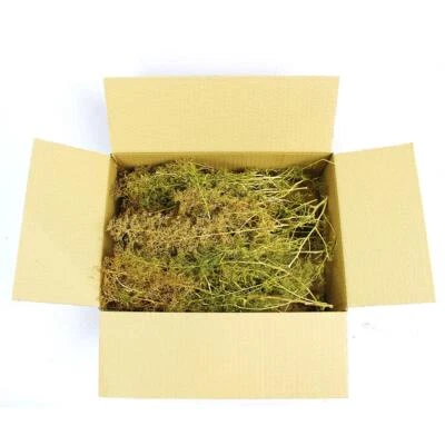 Seafoam Trees Box Mixed Size | Model Scenery - Image 1 of 4