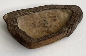 Old Rock Concretion Specimen Triangular Shape Rocks and Minerals - Picture 1 of 5