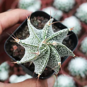 1pcs astrophytum Ornatum rare cacti 202 - Picture 1 of 2