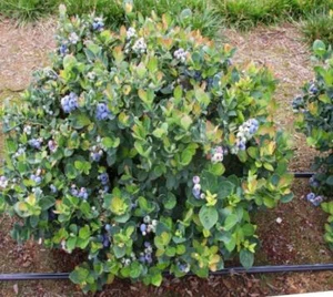( 1 ) - Top Hat Dwarf Blueberry  - Starter Plant ( 7m ) ( 1 live plant ) - Picture 1 of 4