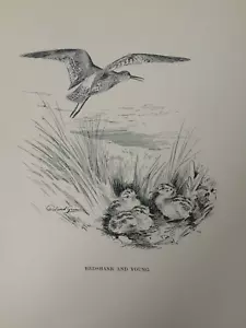 Antique Print Redshank & Young Birds Dated 1923 Birds - Bild 1 von 4