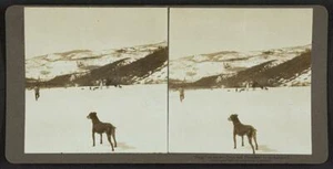 Photo of Stereograph,Skip on Snow,Jake,President,Hunting Dog,c1905,Roosevelt - Picture 1 of 1