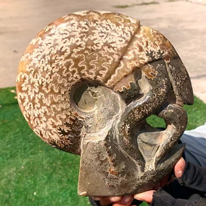 3.35LB Rare! Natural Tentacle Ammonite FossilSpecimen Shell Healing Madagascar - Picture 1 of 15
