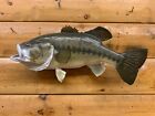 Brand New Real Skin Mount Largemouth Bass Small Mouth Fish Taxidermy FLM77