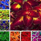 Heirloom Coleus 25 Authentic Seeds Beautiful Mix Color