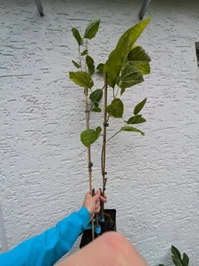 Maulbeere Shangri-La großfruchtig, winterhart - Bild 1 von 4