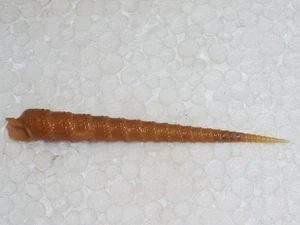 TEREBRA ANILIS BIG - Picture 1 of 2