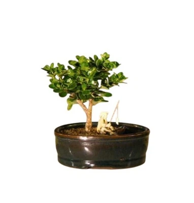 Plum Bonsai Tree Plant Dwarf Flowering Fruiting 5"H Pot With Two Compartments - Image 1 of 2