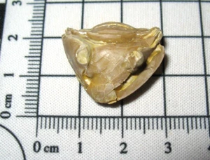 Ordovician Homotelus bromidensis trilobite fossil Bromide Formation Oklahoma #12 - Picture 1 of 8