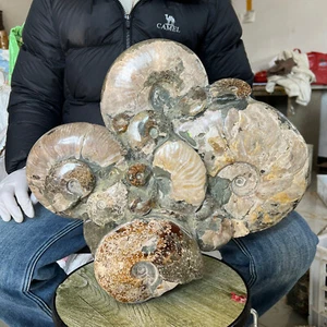 Hermosa caracola fósil de amonita natural grande 28,05 lb espécimen de cristal curación - Imagen 1 de 19