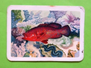 Tuckfields AUSTRALIANA SERIES FISH Tea Card: THE CORAL COD #6 - Picture 1 of 2