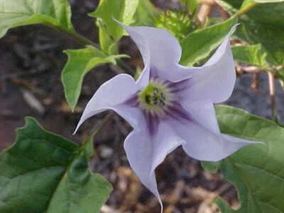 (100+) Datura Stramonium Jimsonweed Moon Lily Flower Seeds - Image 1 of 4