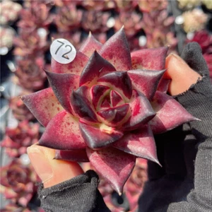 Echeveri agavoides 'Ébène plantes succulentes en pot décoration de jardin plantes 5-6 cm - Photo 1/12
