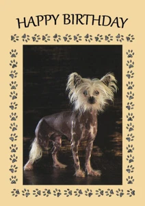 CHINESE CRESTED DOG BIRTHDAY GREETINGS NOTE CARD - Picture 1 of 1