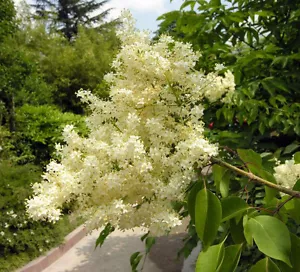 30 AMUR LILAC TREE SEEEDS - Syringa reticulata amurensis - Picture 1 of 4