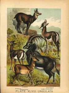 Original Antique 1880 Chromolithograph chamois gazelle proghorn springbok sab.. - Bild 1 von 1