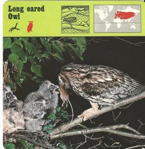 1975 Editions Rencontre, Animals Card, #19.436 Long-eared Owl - Picture 1 of 1