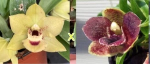 Orchid BN Promenaea (Limelight x Florafest Gold) X Angels Fire 'Barb' - Picture 1 of 2