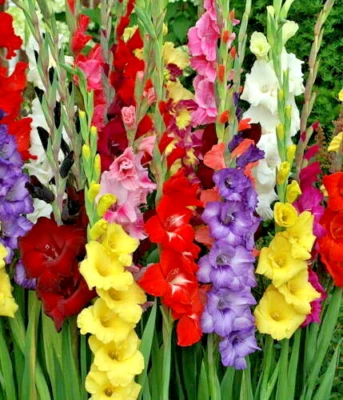 25 Organic Seeds Gladioli Sword Lily Mixed Flowering Plants Hardy Non-GMO - Image 1 of 2