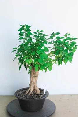 Bougaivillea importado floración bons"ai árbol #17, tronco 2,5" x 17" H Foto 1 de 2