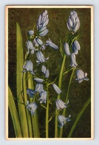 Postal Flor Campana Azul Thor Gyger Stehli Serie Años 40 Sin Publicar - Imagen 1 de 2