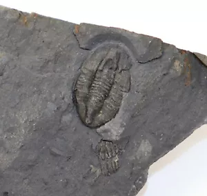 Trilobit, Archegonus (Phillibole) aprithensis, Karbon, Kulm, Aprith, BRD -k874 - Foto 1 di 4