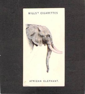 M0962 Wills Wild Animals Heads African Elephant #20 Trade Card