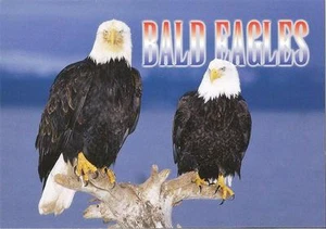 Postcard American Bald Eagle Eagles Birds MINT - Picture 1 of 1