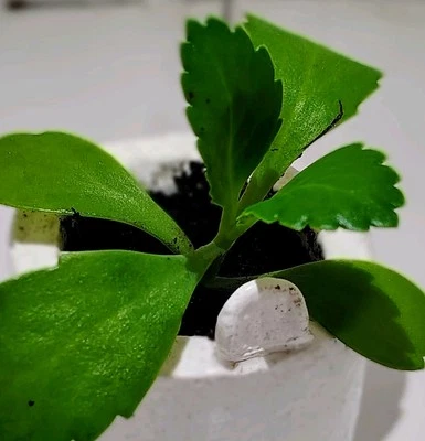 Mother of thousands Kalanchoe rare succulent Live Plant - Image 1 of 4