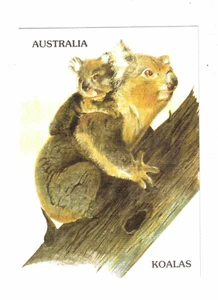 Australian Wildlife Print (postcard size) - Koalas - Imagen 1 de 1