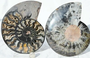 Large Black Ammonite Pair Deep Crystals XXLarge 6.4" 162mm 110myo Fossil n2658oo - Picture 1 of 9