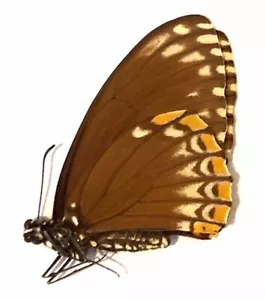 Chilasa clytia clytia f. onpape - Unmounted Female - Picture 1 of 2