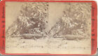 Henry Buehman Stereoview Of An Arizona Gila Monster By Bushes 1870S-80S