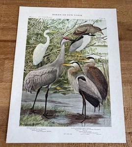 1909 Book Plate #24 Birds of New York Egret Crane Heron Louis Agassiz Fuertes - Picture 1 of 3