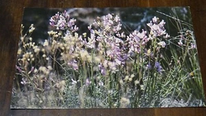 Rajneesh Postcard Rajneeshpuram 1982 Antelope Oregon Flowers - Picture 1 of 2